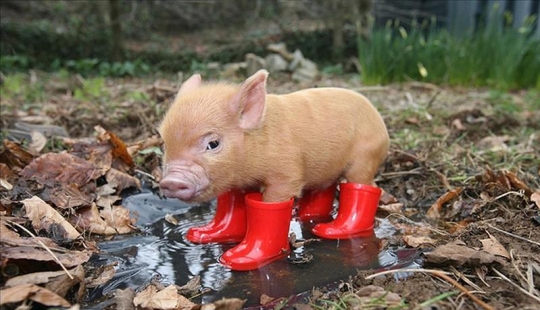 Las fotos más divertidas de mini lechones