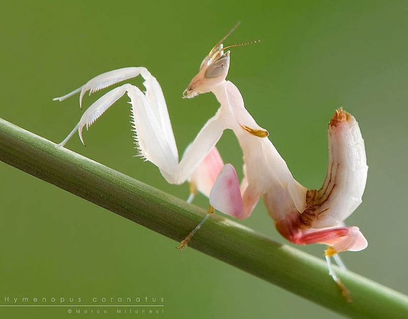 Las mantis orquídeas son esquivas maestras del camuflaje