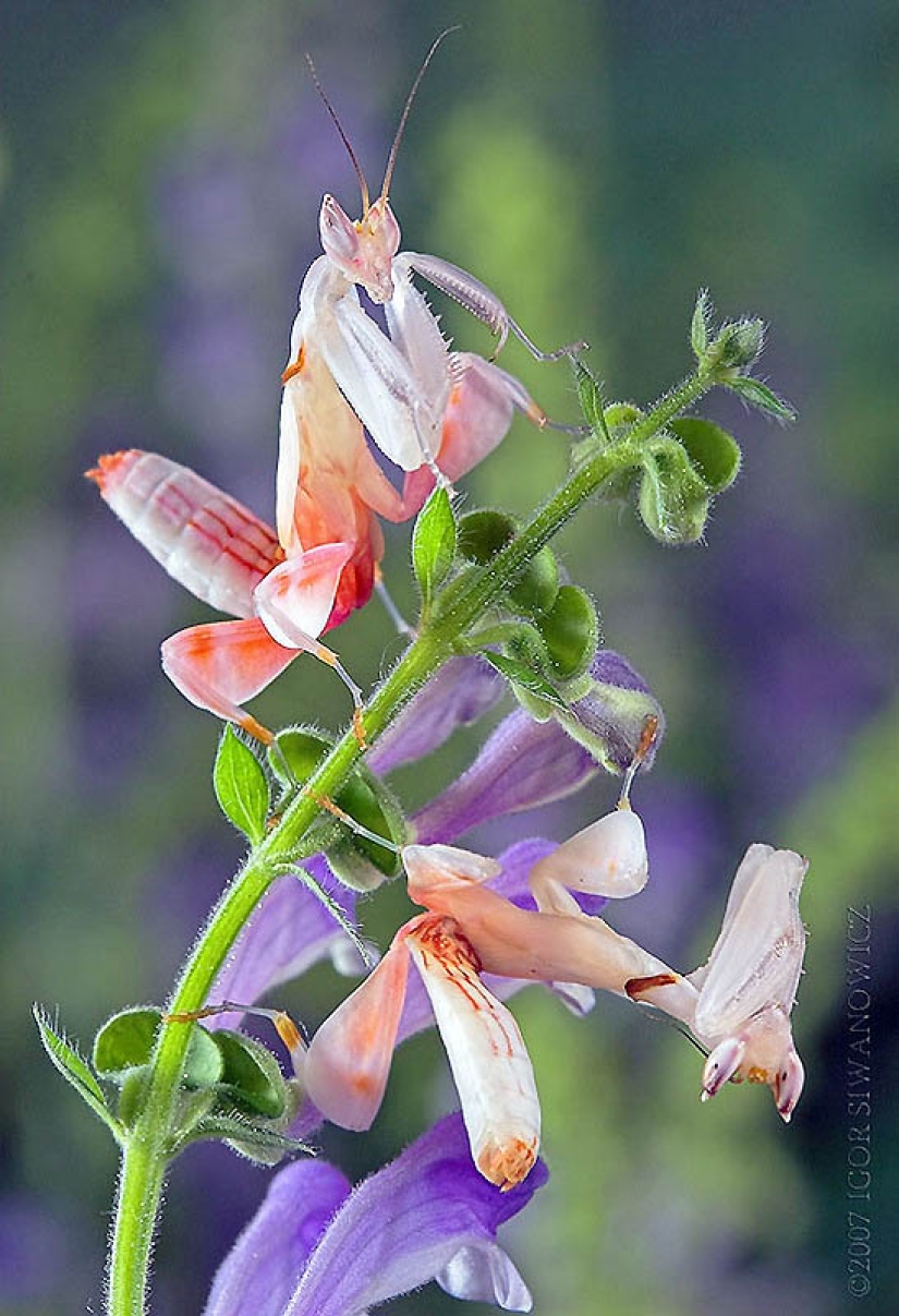 Las mantis orquídeas son esquivas maestras del camuflaje