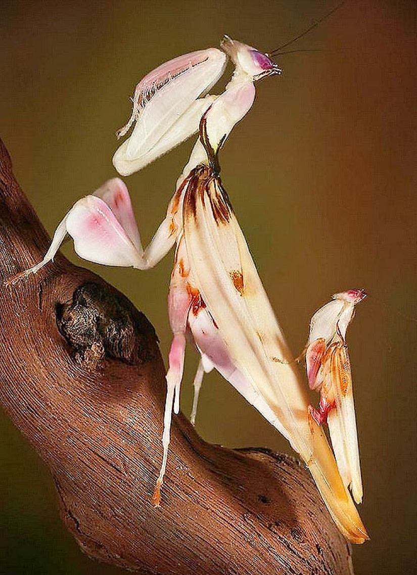 Las mantis orquídeas son esquivas maestras del camuflaje