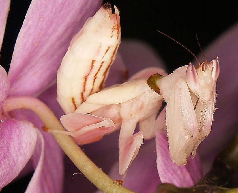 Las mantis orquídeas son esquivas maestras del camuflaje