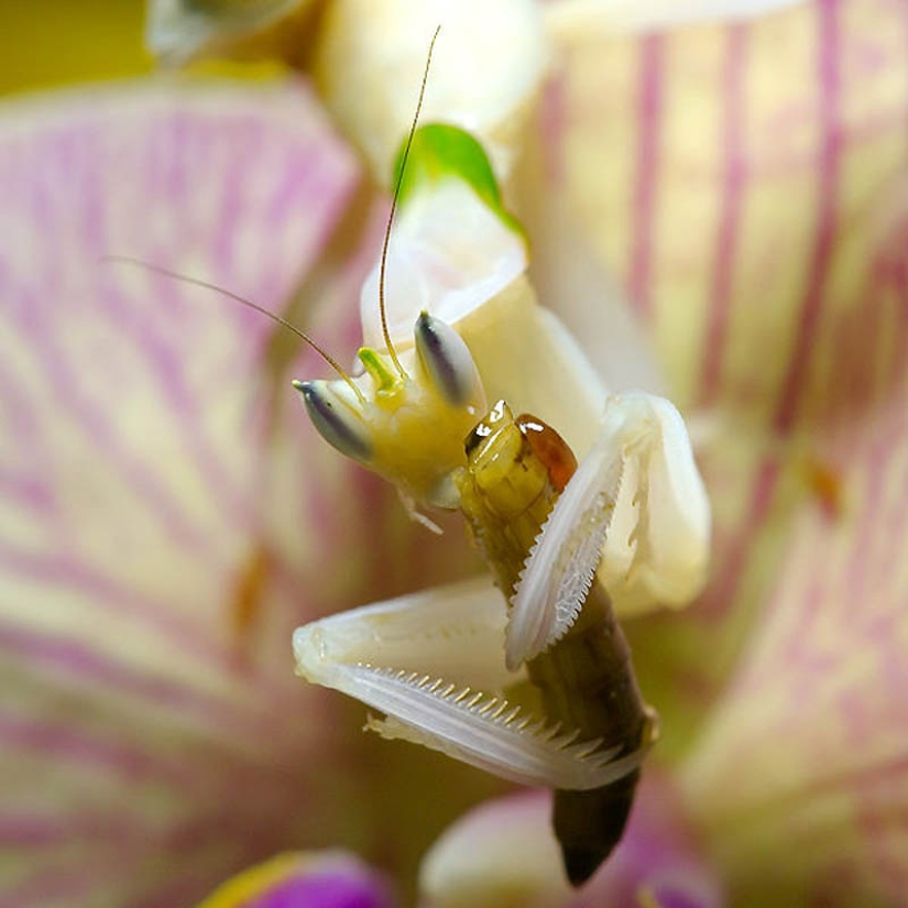 Las mantis orquídeas son esquivas maestras del camuflaje