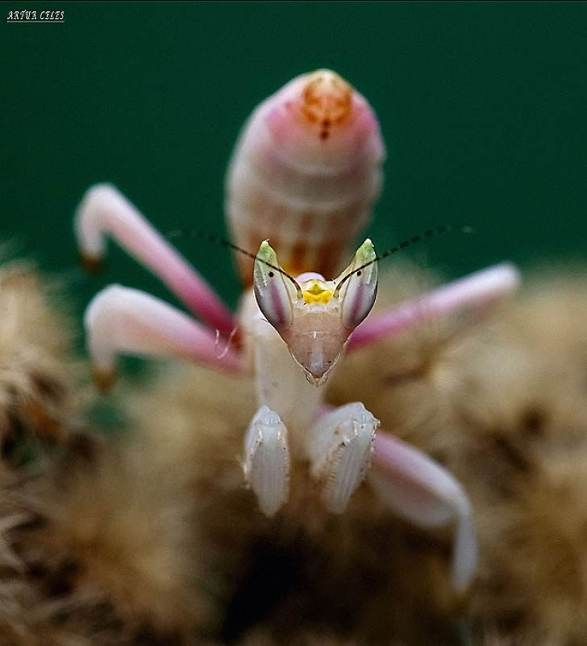 Las mantis orquídeas son esquivas maestras del camuflaje