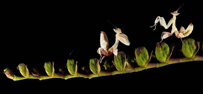 Las mantis orquídeas son esquivas maestras del camuflaje