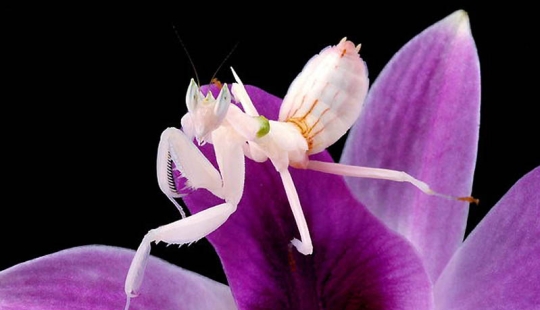 Las mantis orquídeas son esquivas maestras del camuflaje