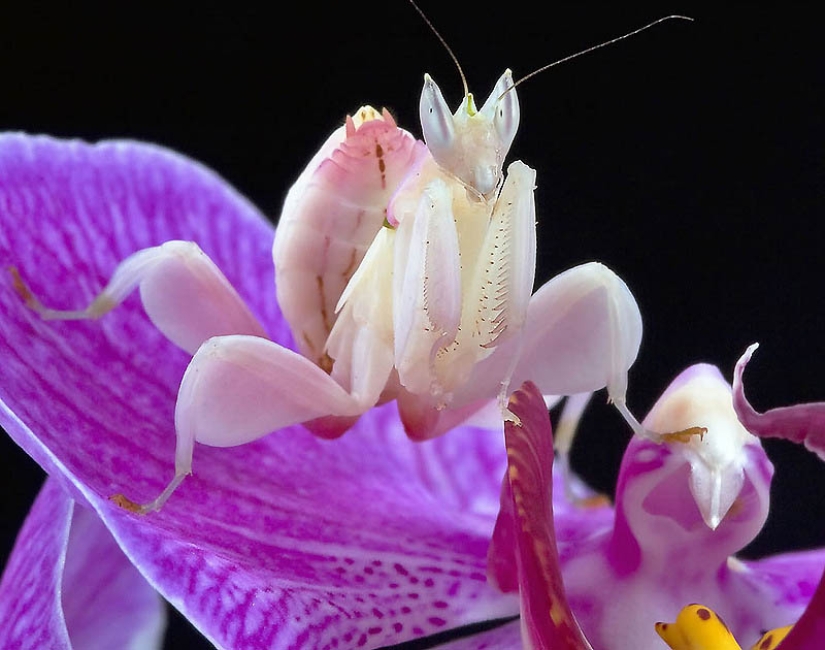 Las mantis orquídeas son esquivas maestras del camuflaje