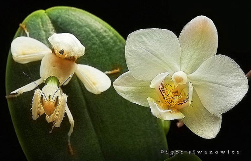 Las mantis orquídeas son esquivas maestras del camuflaje