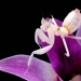 Las mantis orquídeas son esquivas maestras del camuflaje