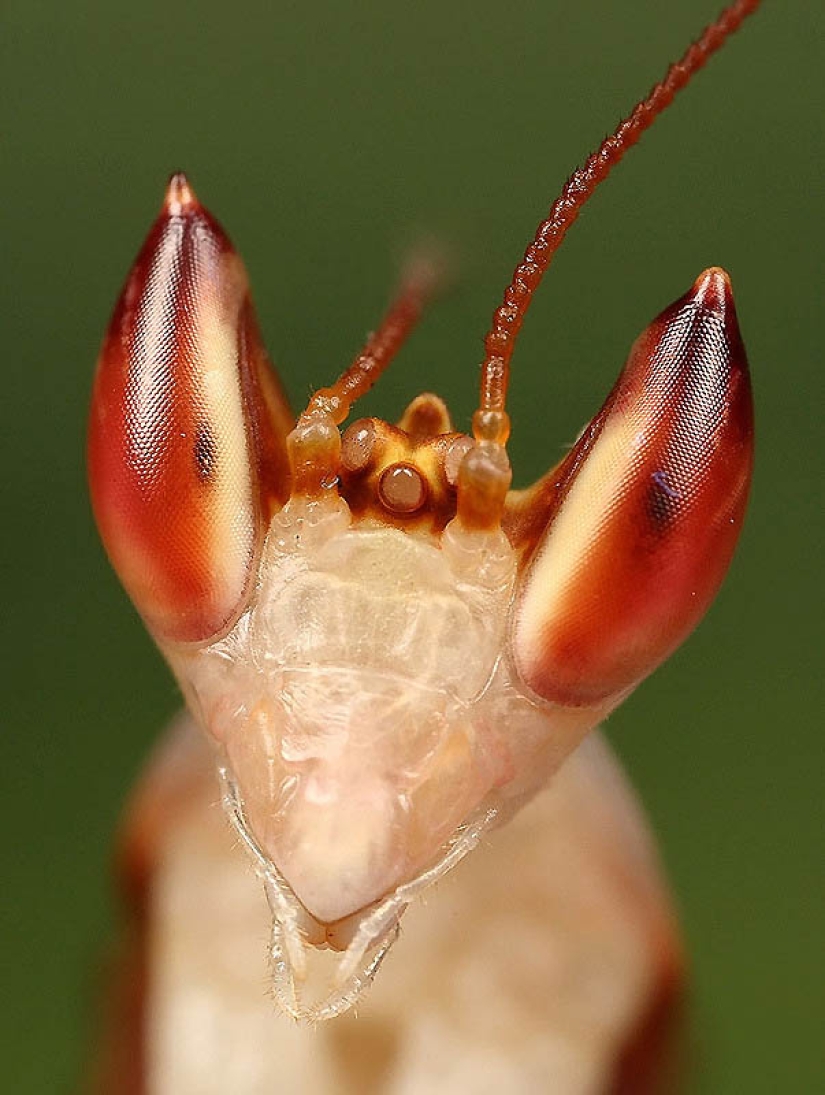 Las mantis orquídeas son esquivas maestras del camuflaje