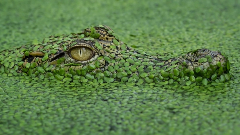 Las maravillas del disfraz: ¿puedes encontrar los animales que se han escondido en las fotos?