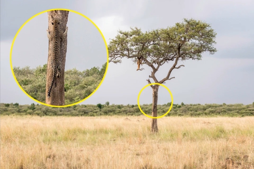 Las maravillas del disfraz: ¿puedes encontrar los animales que se han escondido en las fotos?