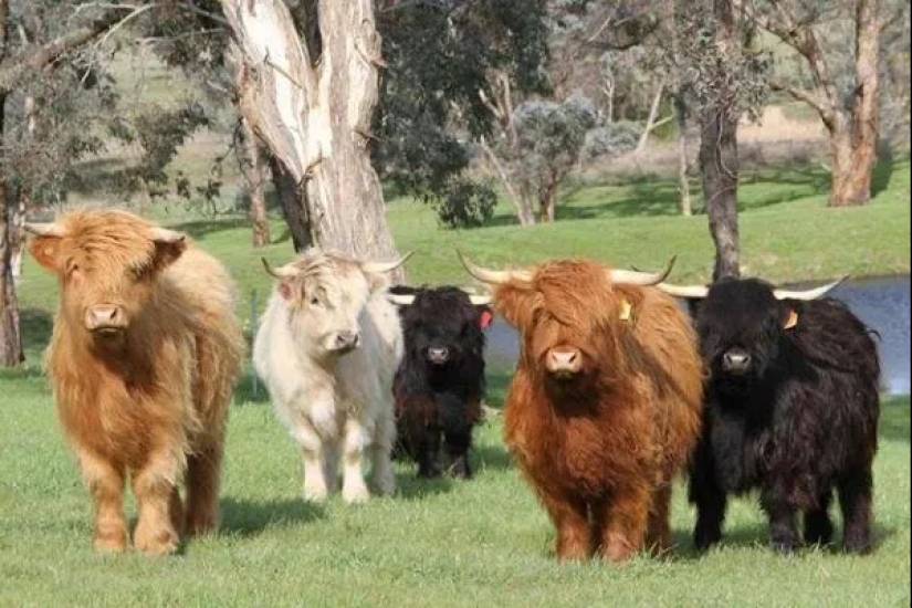 Las mini vacas son la nueva moda para las mascotas en EE.UU.