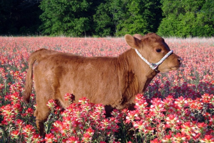Las mini vacas son la nueva moda para las mascotas en EE.UU.