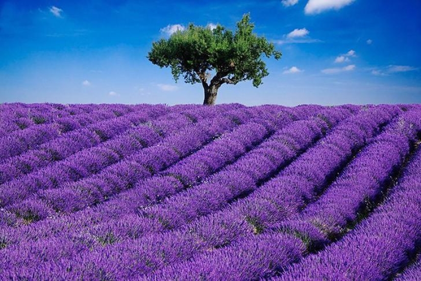 Las plantaciones y parques de flores más bellos del mundo