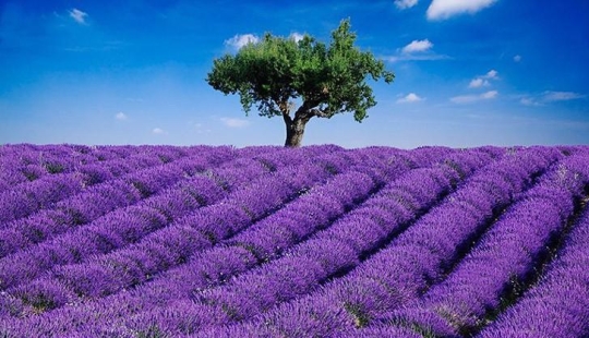 Las plantaciones y parques de flores más bellos del mundo