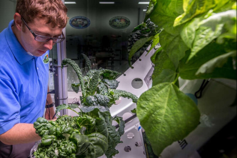 Las plantas de interior purifican el aire interior