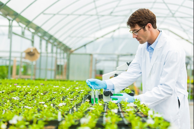 Las plantas de interior purifican el aire interior