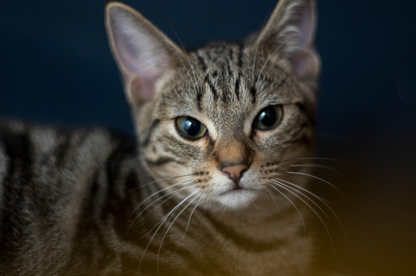 Las razas de gatos más bellas.