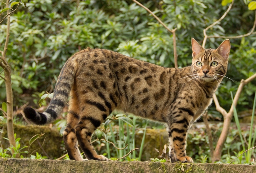 Las razas de gatos más bellas.