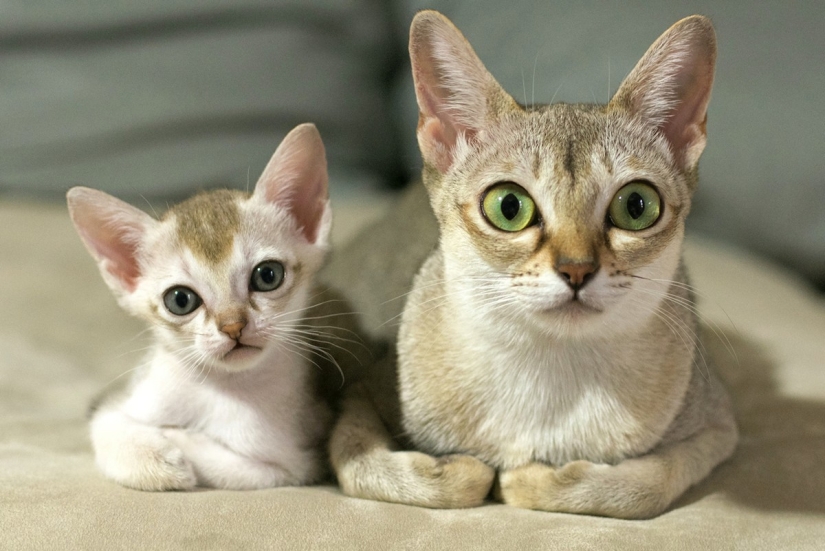 Las razas de gatos más bellas.