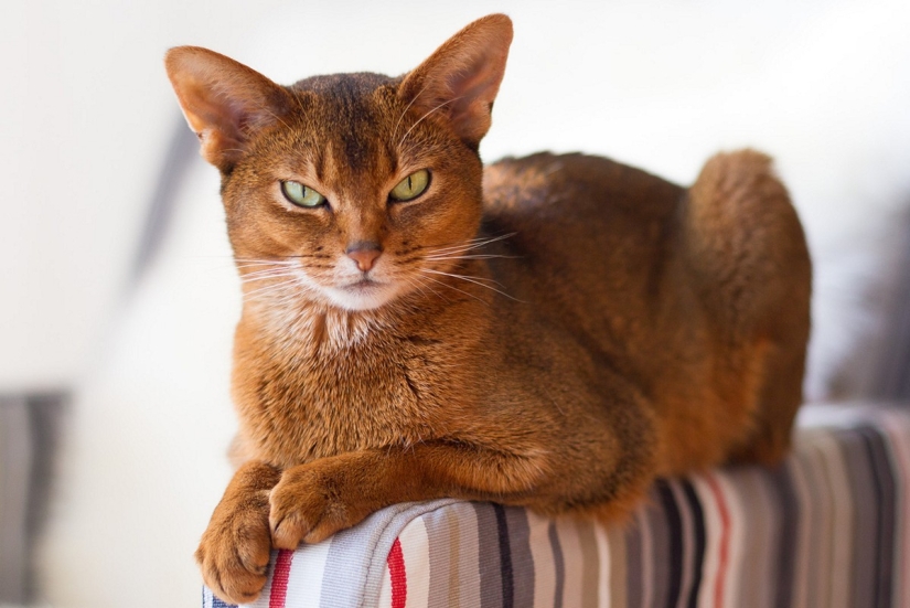 Las razas de gatos más bellas.