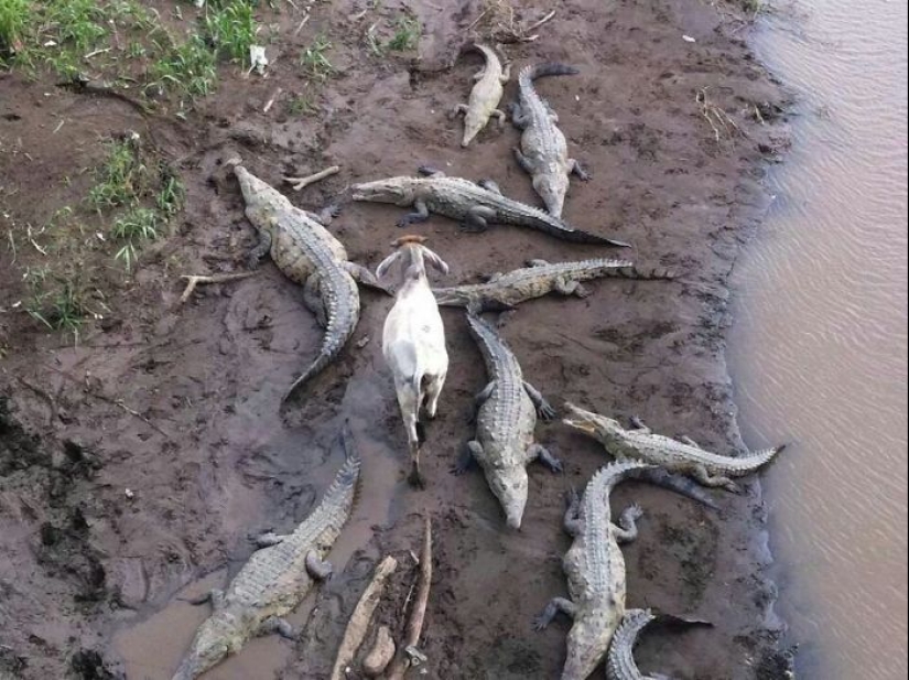 Las torres se han vuelto insolentes: animales a los que no les importa la linterna