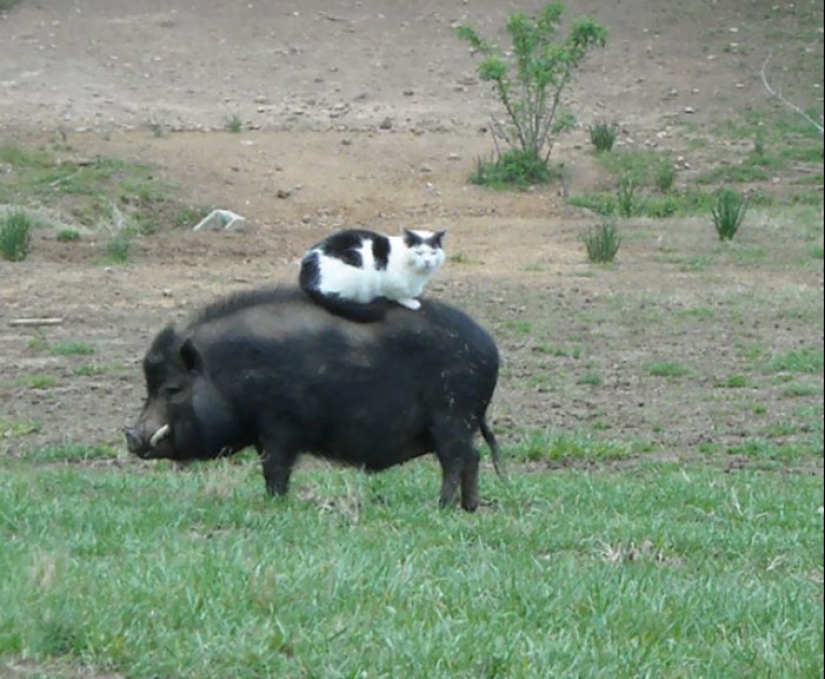 Las torres se han vuelto insolentes: animales a los que no les importa la linterna