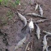 Las torres se han vuelto insolentes: animales a los que no les importa la linterna