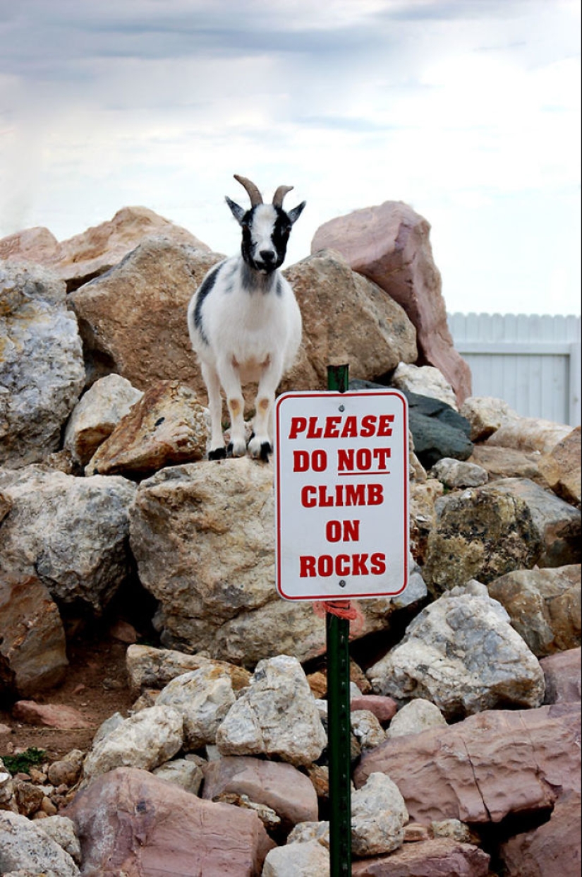 Las torres se han vuelto insolentes: animales a los que no les importa la linterna