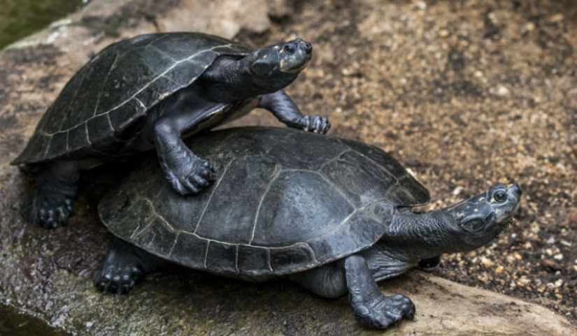 "Las tortugas son muy fuerte compañero. Muy" y otras revelaciones de los trabajadores del zoológico acerca de los animales
