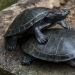 "Las tortugas son muy fuerte compañero. Muy" y otras revelaciones de los trabajadores del zoológico acerca de los animales
