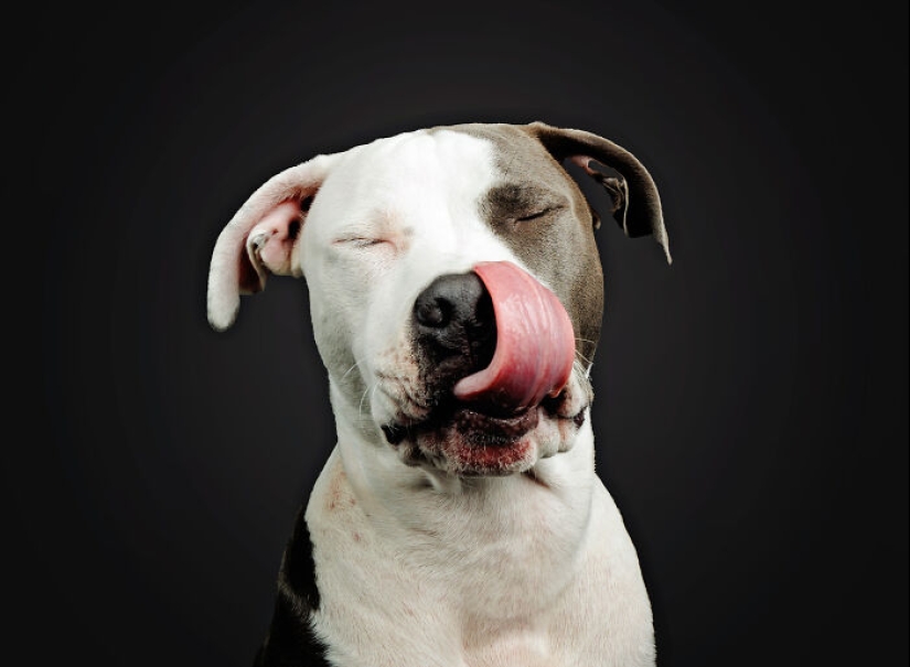 Le di mantequilla de maní a los pitbulls, agarré mi cámara y encontré pura alegría