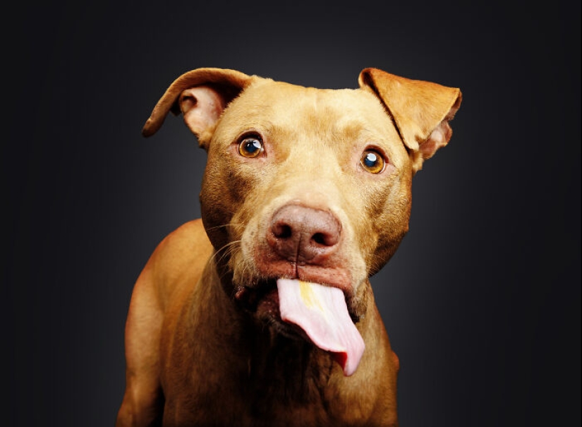 Le di mantequilla de maní a los pitbulls, agarré mi cámara y encontré pura alegría