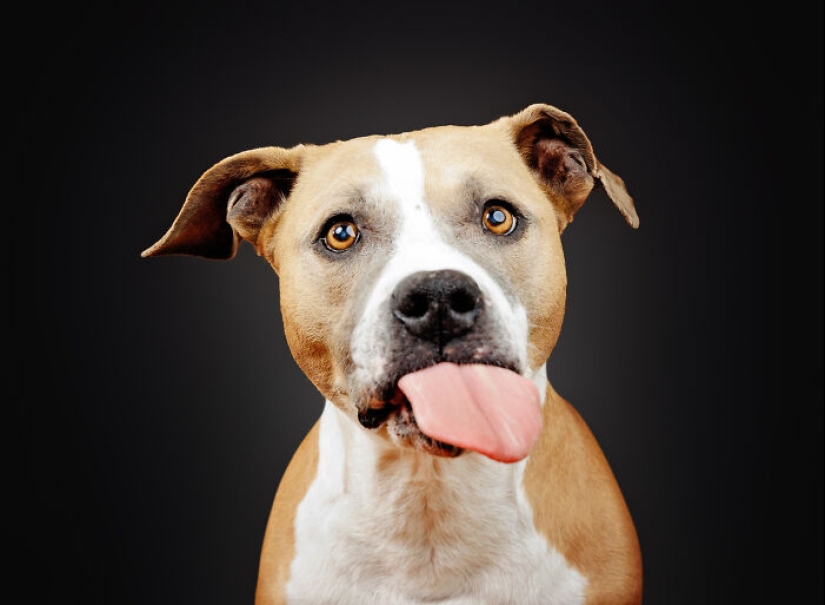 Le di mantequilla de maní a los pitbulls, agarré mi cámara y encontré pura alegría