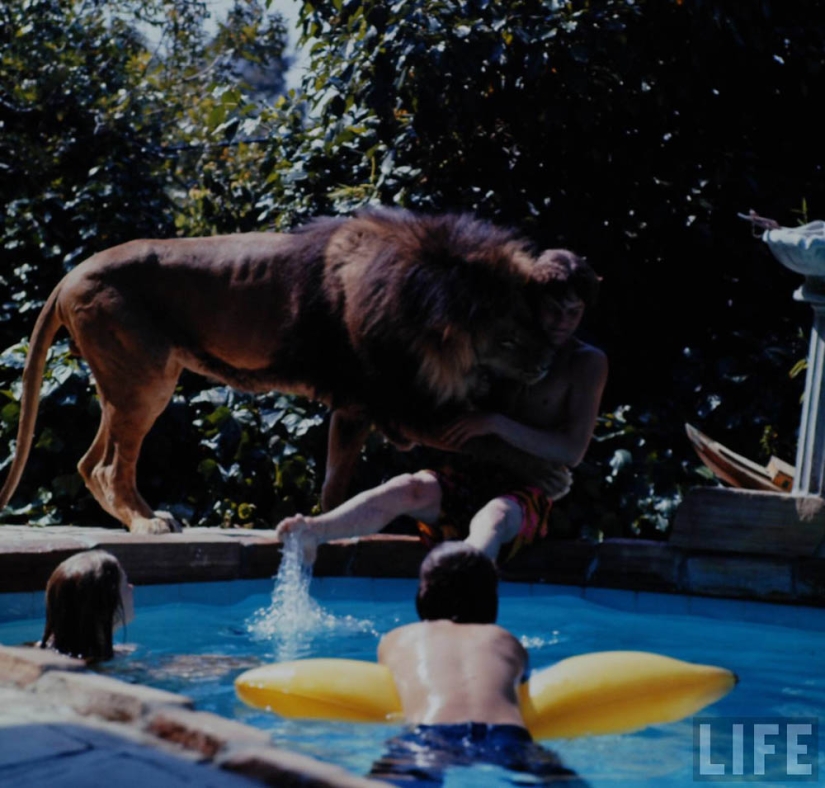 León como mascota