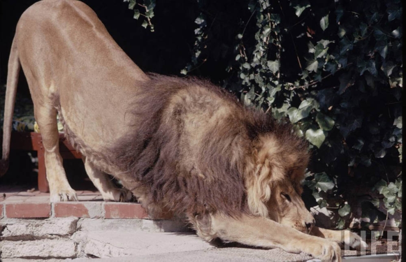 León como mascota