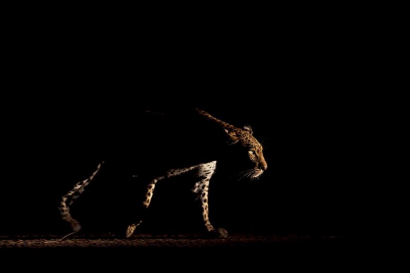 Leopardos africanos en fotografías de Greg du Toit