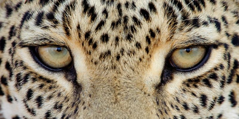 Leopardos africanos en fotografías de Greg du Toit