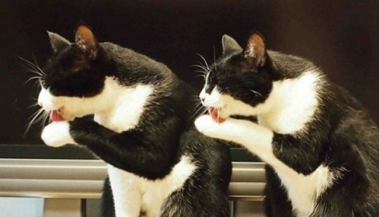 Less studied, but desperately funny fact cat can be synchronized