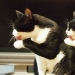 Less studied, but desperately funny fact cat can be synchronized