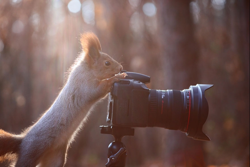 Linda sesión de fotos de ardillas jugando por el fotógrafo Vadim Trunov