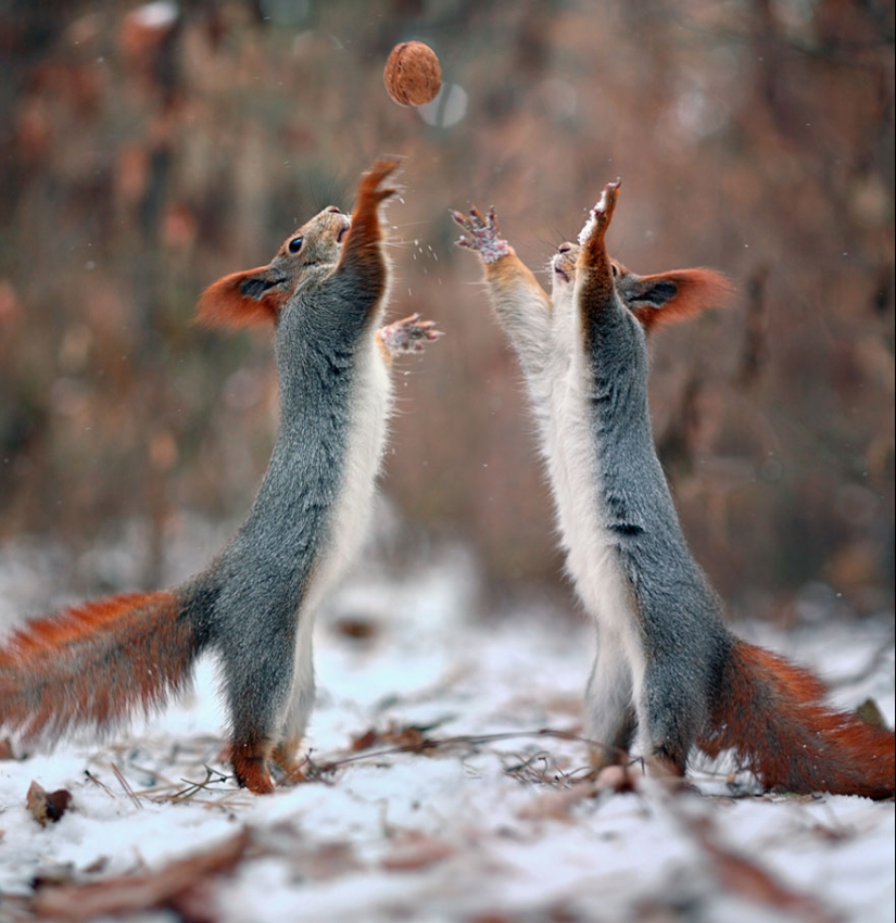 Linda sesión de fotos de ardillas jugando por el fotógrafo Vadim Trunov