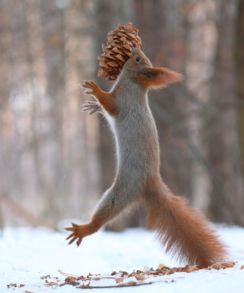 Linda sesión de fotos de ardillas jugando por el fotógrafo Vadim Trunov