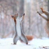 Linda sesión de fotos de ardillas jugando por el fotógrafo Vadim Trunov