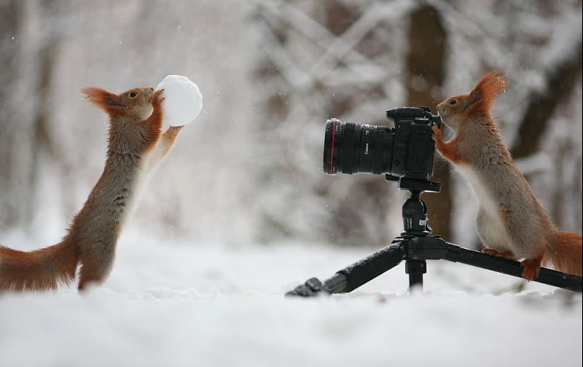 Linda sesión de fotos de ardillas jugando por el fotógrafo Vadim Trunov