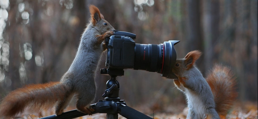 Linda sesión de fotos de ardillas jugando por el fotógrafo Vadim Trunov