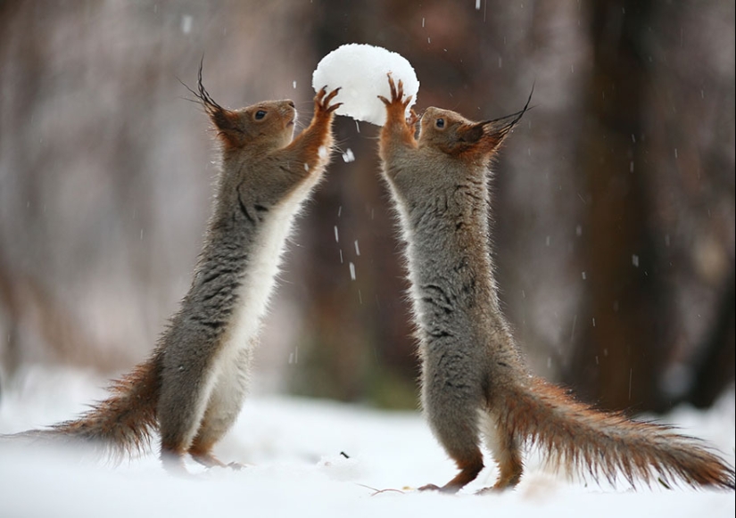 Linda sesión de fotos de ardillas jugando por el fotógrafo Vadim Trunov