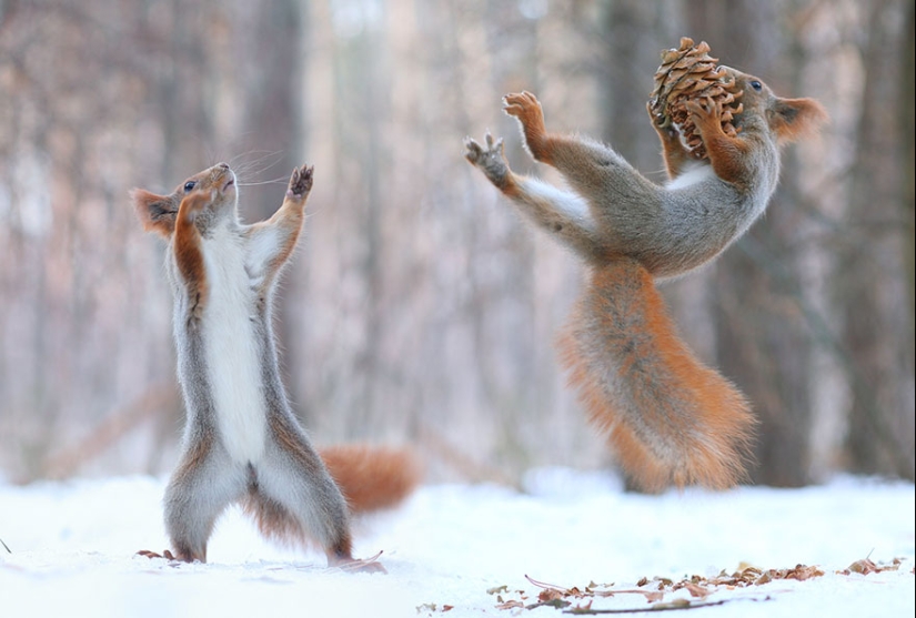 Linda sesión de fotos de ardillas jugando por el fotógrafo Vadim Trunov