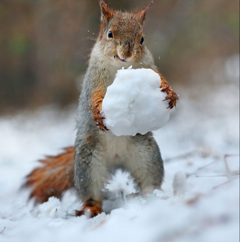 Linda sesión de fotos de ardillas jugando por el fotógrafo Vadim Trunov