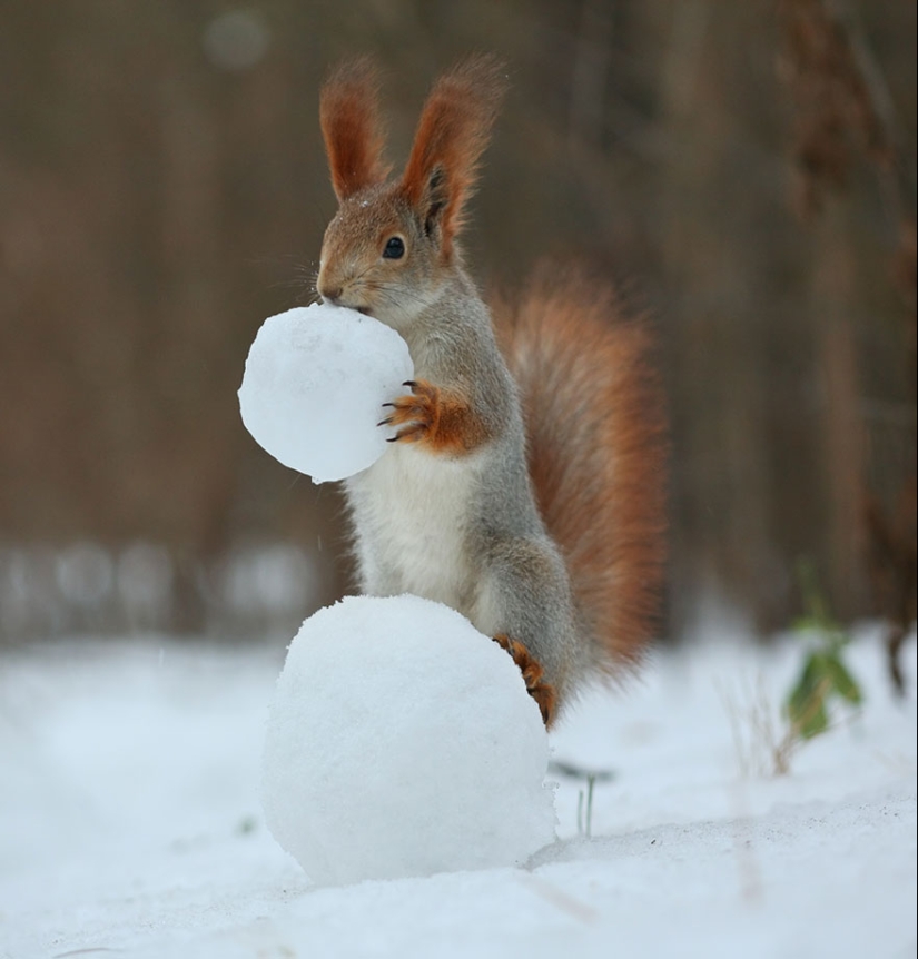 Linda sesión de fotos de ardillas jugando por el fotógrafo Vadim Trunov